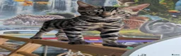 Bengal cats for sale: Male Bengal kitten TICA registered silver  - Advert 5