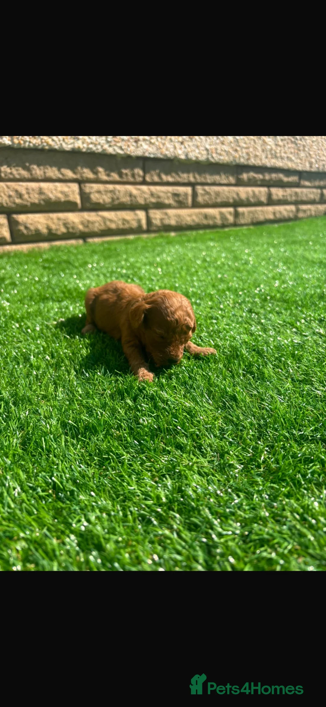 Cockapoo dogs for sale: Cockapoo puppies 💙💖💖💖💖 in Larkhall - Advert 2