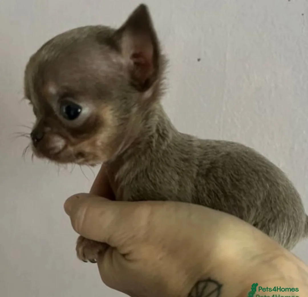 Chihuahua dogs for stud: STUNNING KC LILAC BOY FOR STUD DUTIES  in Birmingham - Advert 16