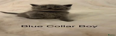 British Shorthair blue collar 