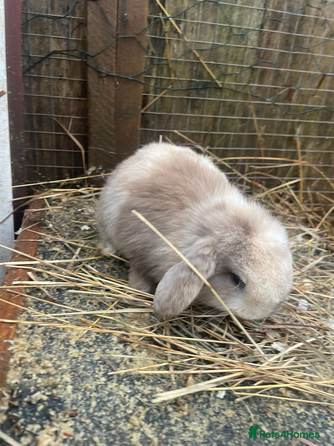 Mini Lop rabbits for sale: Beautiful mini lop babies  - Advert 20