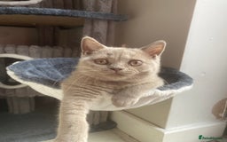British Shorthair cats for sale: 🐾 TOP QUALLITY LILAC BSH reg GCCF purebred 🐾 - Image 22