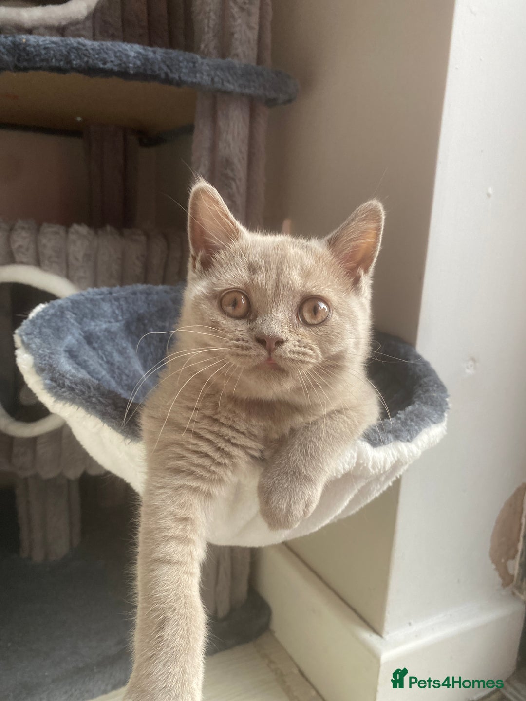 British Shorthair cats for sale: 🐾 TOP QUALLITY LILAC BSH reg GCCF purebred 🐾 - Image 22