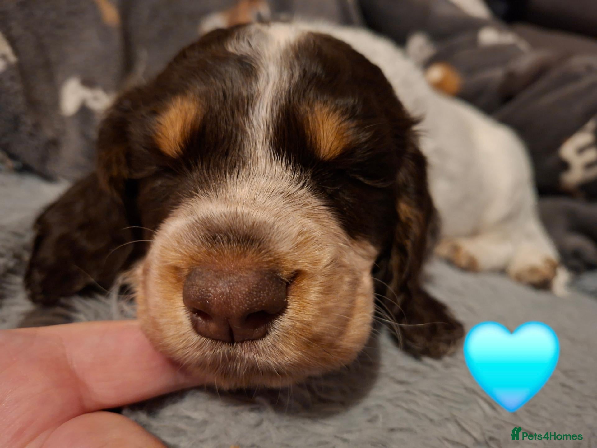 Cocker Spaniel dogs for sale: Working cocker spaniel puppies - Advert 6