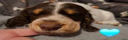 Cocker Spaniel dogs for sale: Working cocker spaniel puppies - Advert 1