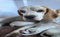 Beagle dogs for sale: Beautiful beagle boys kc reg ready 19 sept  - Image 8