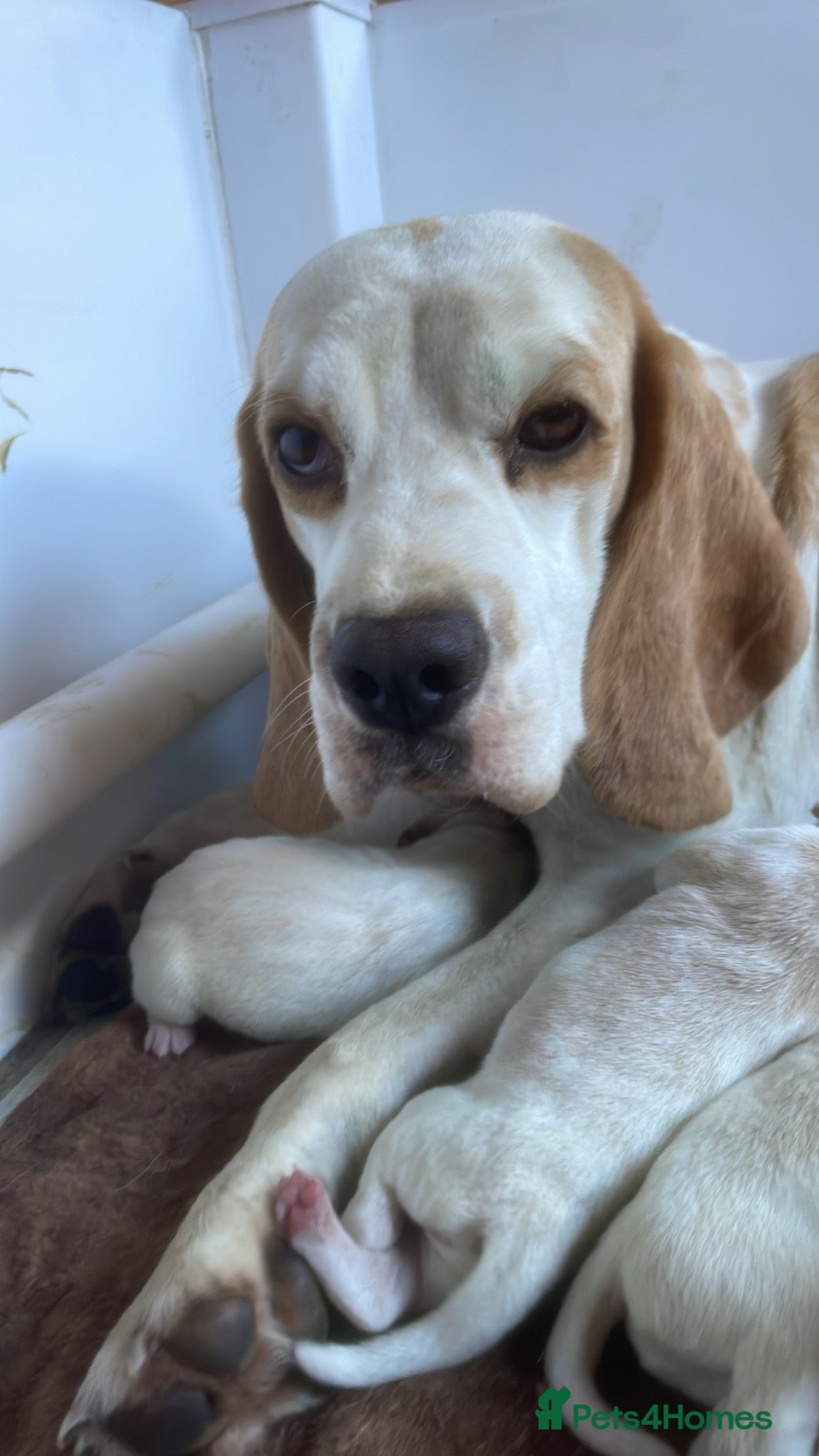 Beagle dogs for sale: Beautiful beagle boys kc reg ready 19 sept  - Image 8