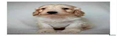 Cockapoo 2