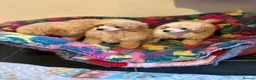 Toy Poodle dogs for sale: ⭐️ Licensed Breeder ⭐️ KC Toy Poodles - Advert 5
