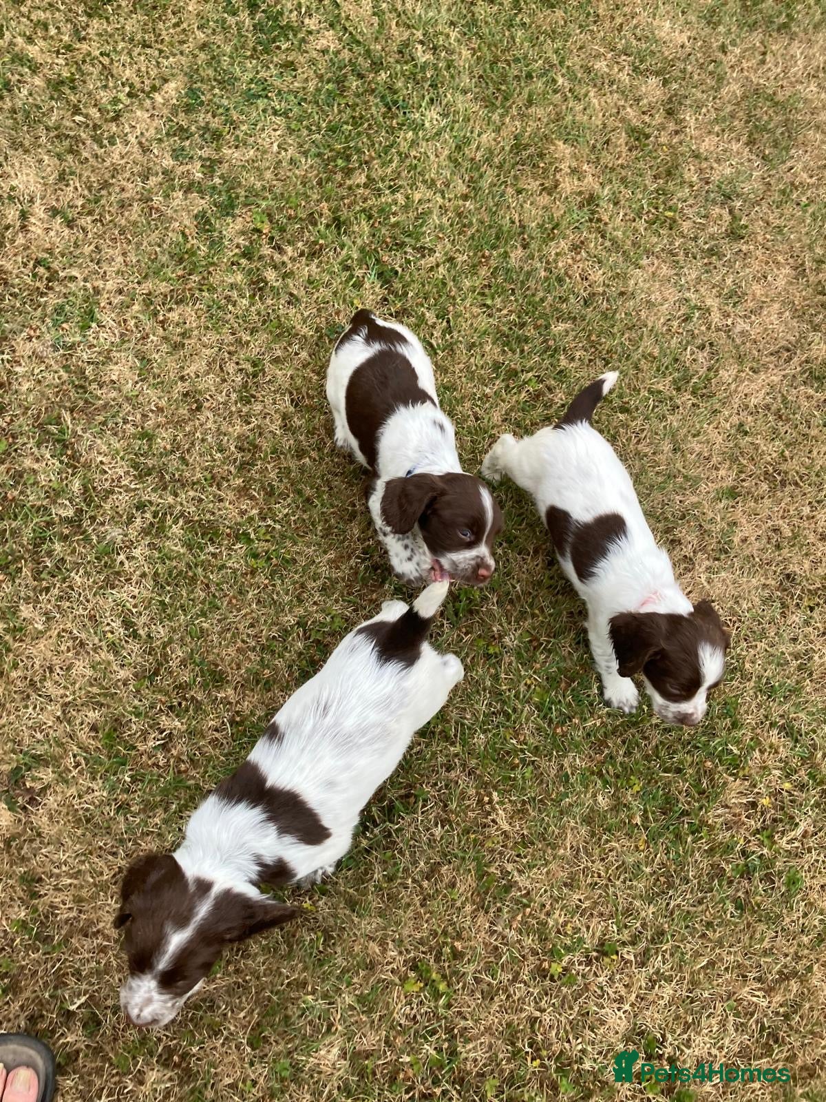 English Springer Spaniel dogs English springer spaniel puppies for sale  - Advert 2