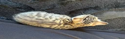 Bengal cats for sale: Beautiful x bengals ready to be rehomed - Advert 14