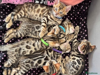 Bengal cats - Advert 31