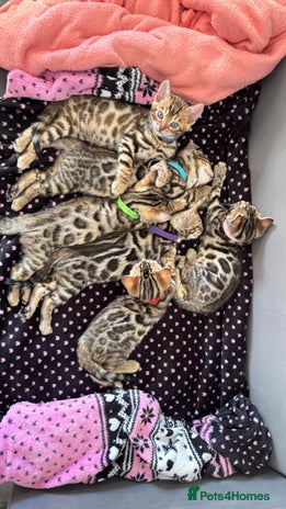 Bengal cats - Advert 7