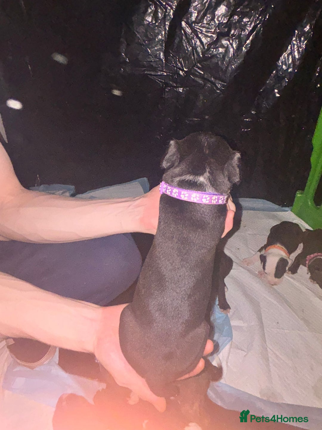 Mixed Breed dogs for sale: American bull staff - Image 14