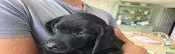 Labrador Retriever dogs for sale:  LAbrador Puppies For Sale - Advert 11