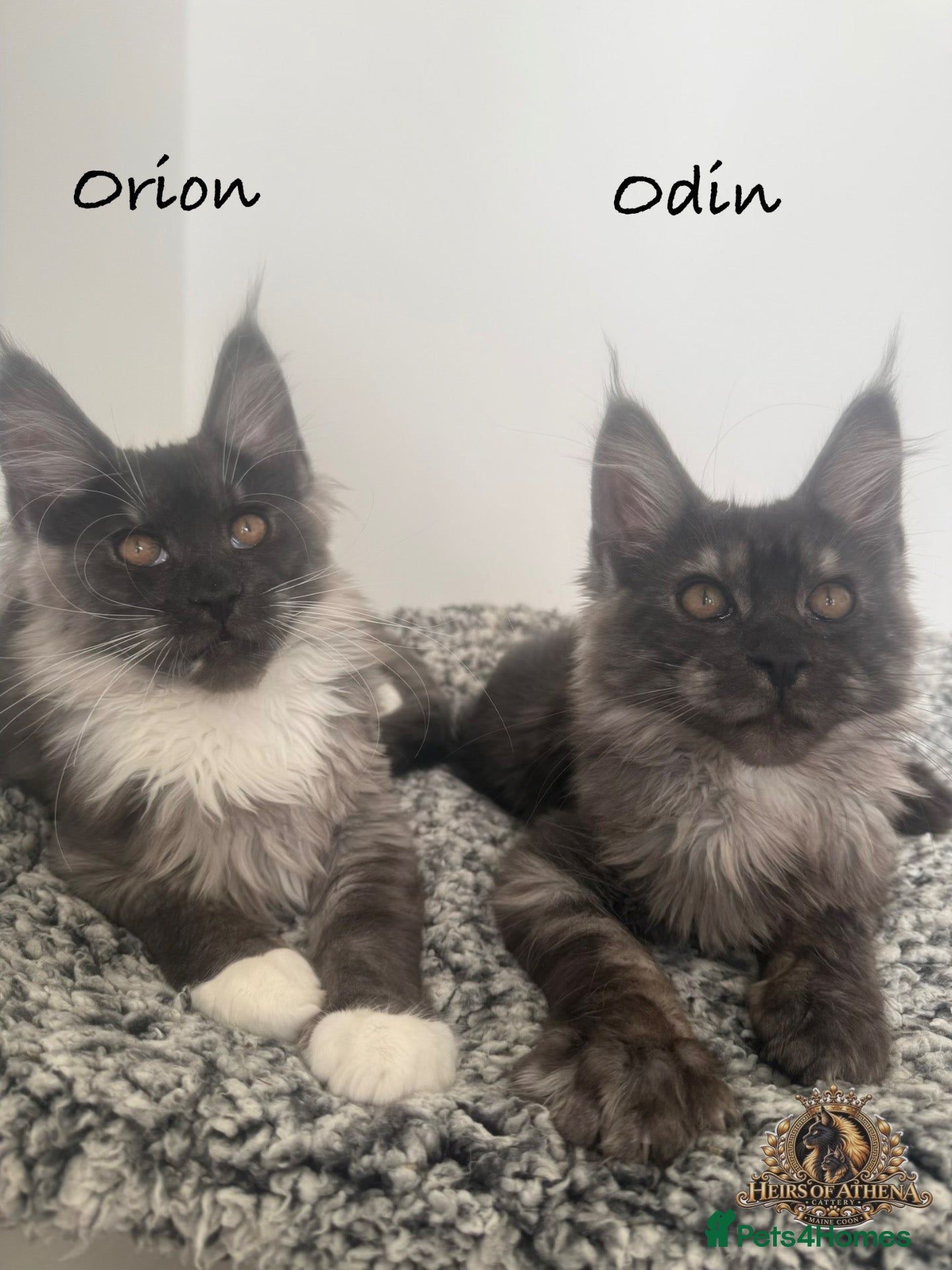 Maine Coon cats 🐾 Maine Coon Kittens TICA Registered 🐾 - Advert 1