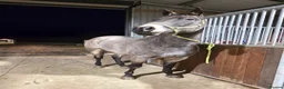 American Quarter horses for sale: Partbred american quarter horse in Glasgow - Advert 9
