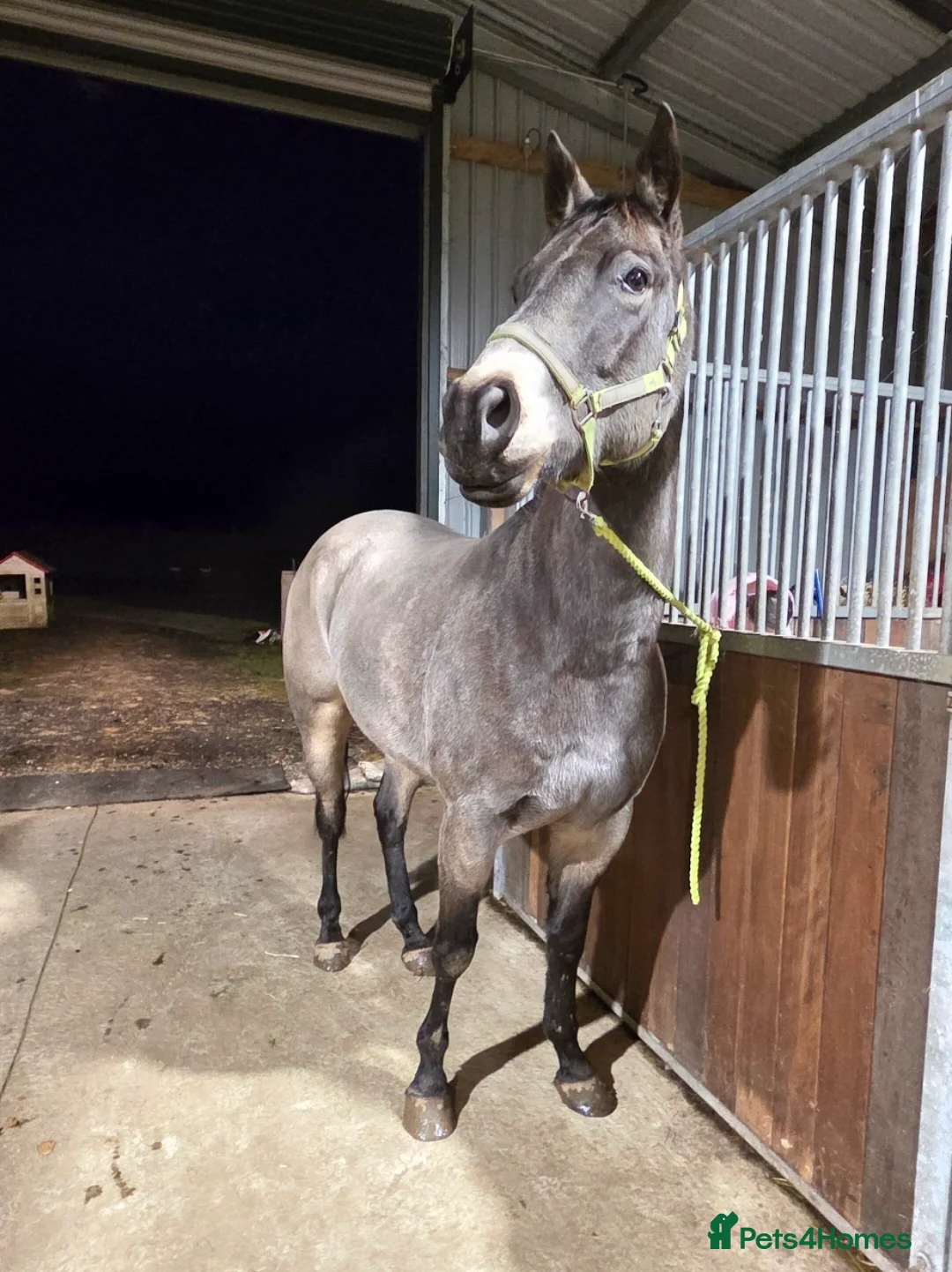 American Quarter horses for sale: Partbred american quarter horse in Glasgow - Advert 9