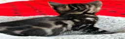 Mixed Breed cats for sale: Marble Bengal cross  - Advert 12