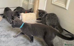 Russian Blue cats for sale: Russian Blue Kittens  in Lanark - Image 15