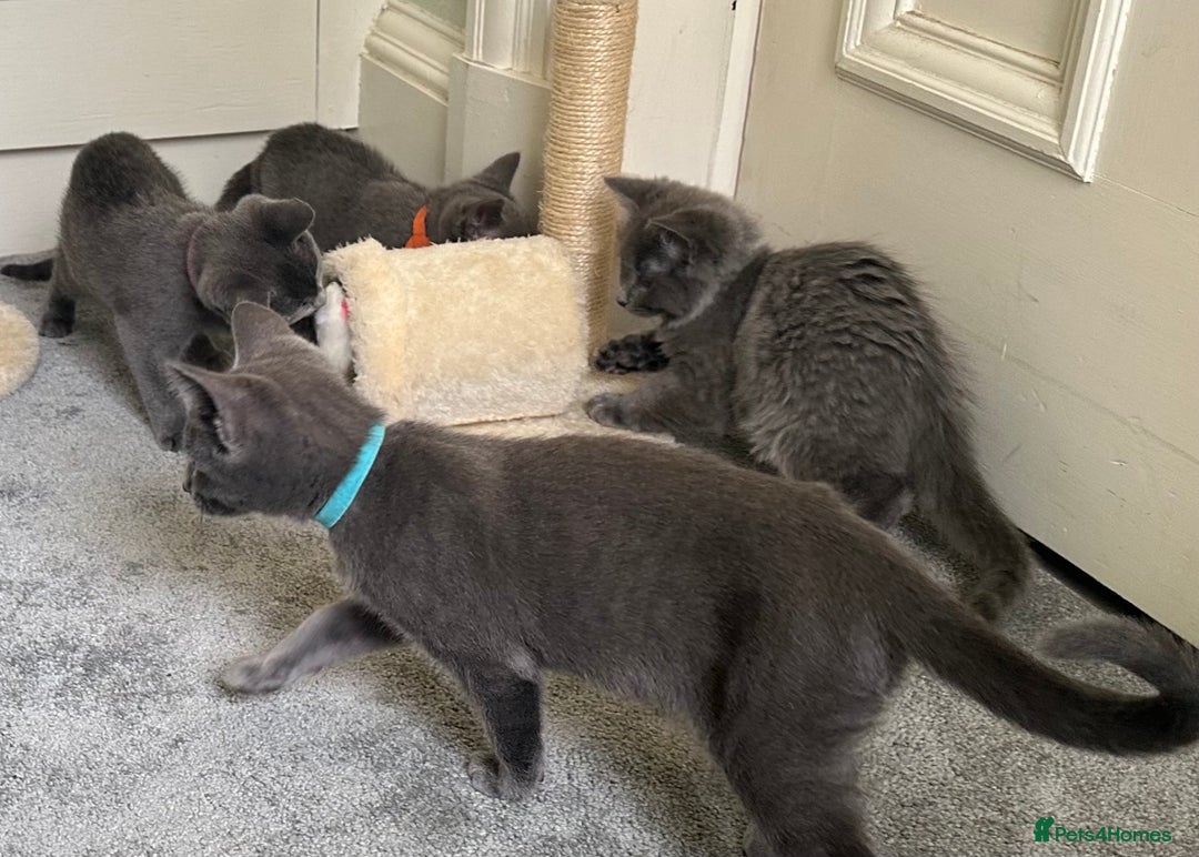 Russian Blue cats for sale: Russian Blue Kittens  in Lanark - Image 15