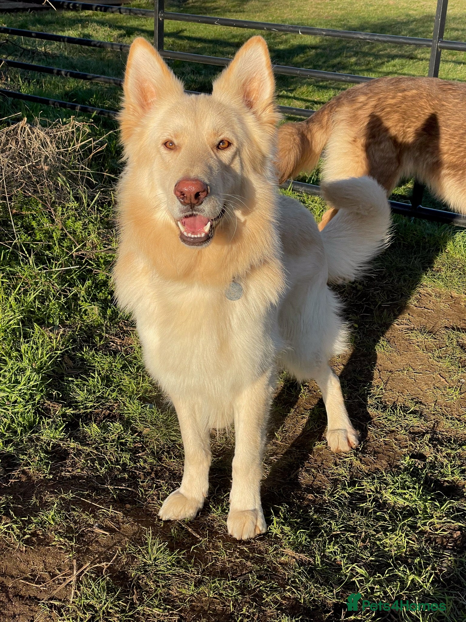 German Shepherd dogs HEALTH TESTED KC REG GSD  in Sandy - Advert 3