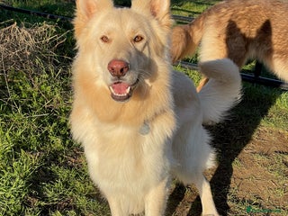 German Shepherd dogs in Sandy - Advert 4