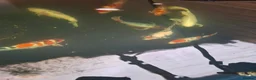 Koi Carp fish for sale: Koi carp - Advert 8