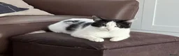 Mixed Breed cats for adoption: EDWIN - Advert 11