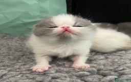 Exotic cats for sale: 🔥GCCF EXOTIC KITTENS READY DECEMBER  **  - Image 8