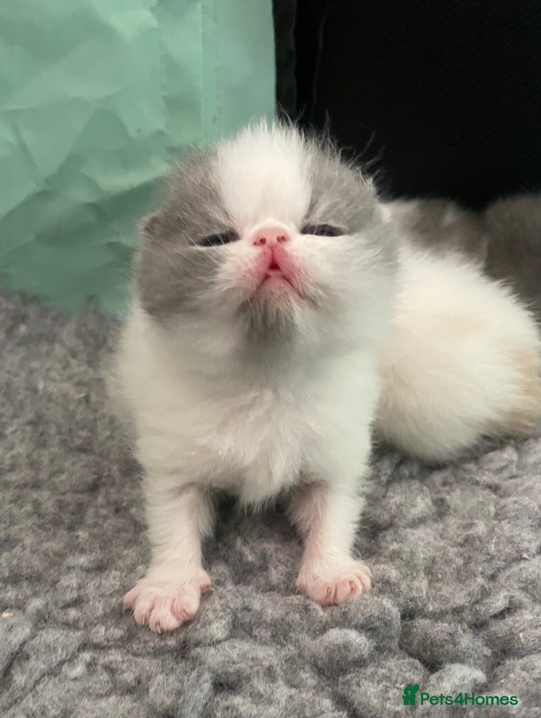 Exotic cats for sale: 🔥GCCF EXOTIC KITTENS READY DECEMBER  **  - Image 8