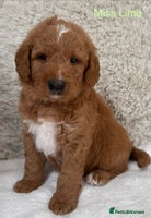 Australian Labradoodle dogs - Advert 2