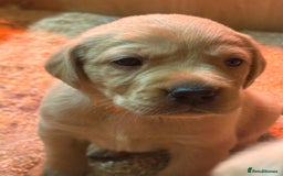 Labrador Retriever dogs for sale: Stunning lab litter  - Image 4