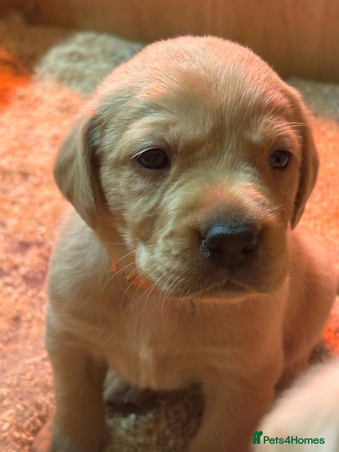 Labrador Retriever dogs for sale: Stunning lab litter  - Image 4