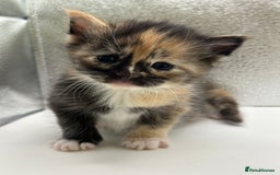 Maine Coon cats for sale: Main coon X  - Image 2