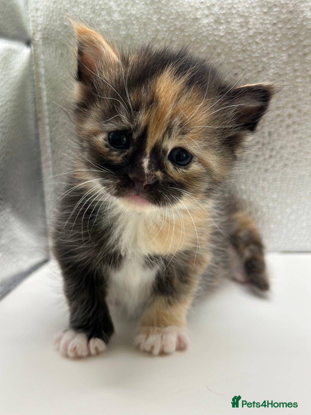 Maine Coon cats for sale: Main coon X  - Image 2