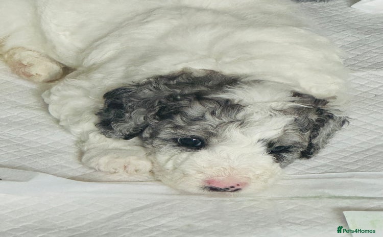 Labradoodle dogs - Advert 4