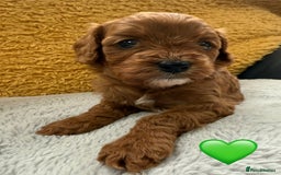 Cavapoo dogs for sale: Outstanding Red F1 cavapoo puppies H/C DNA CLEAR - Image 4