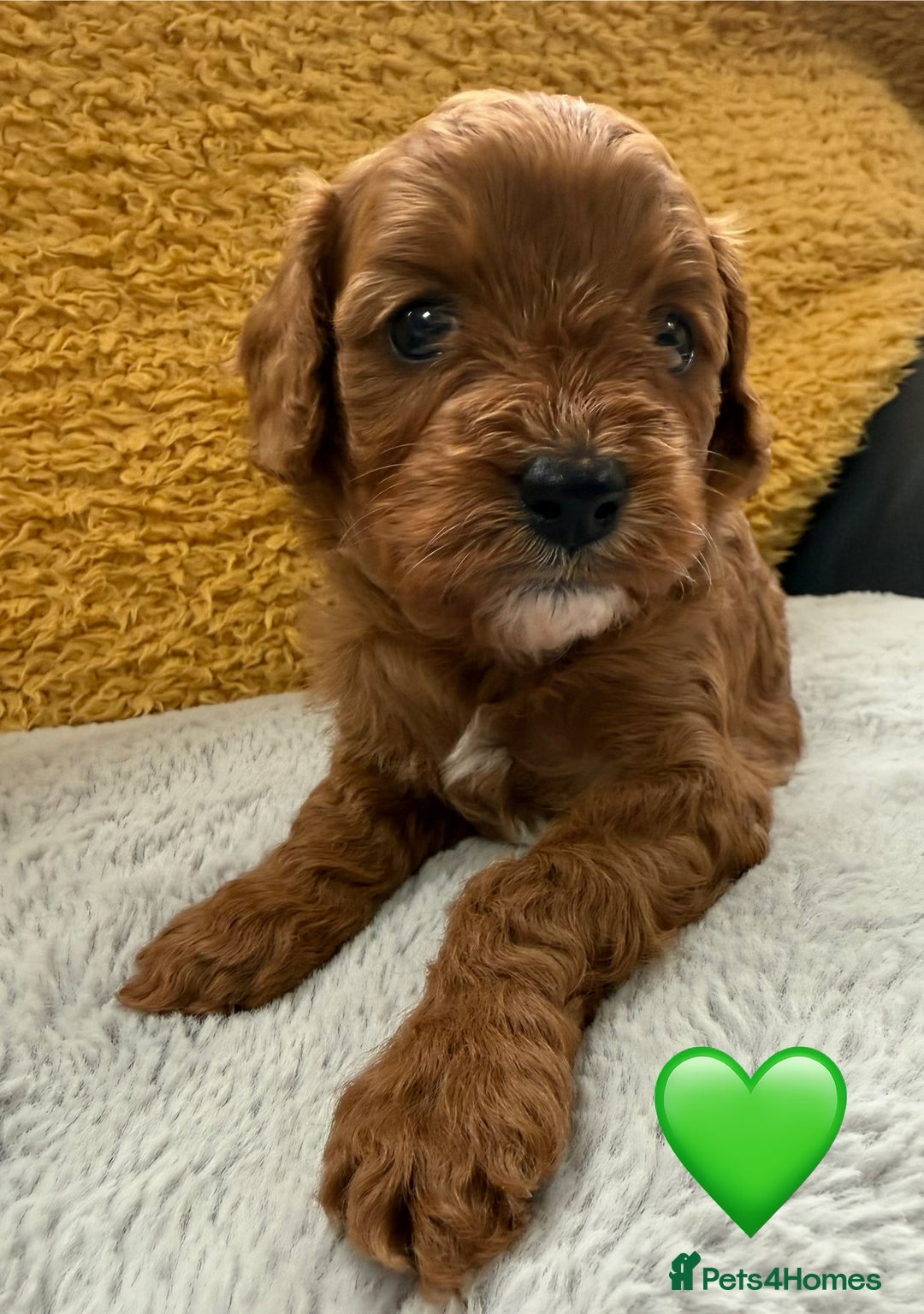 Cavapoo dogs for sale: Outstanding Red F1 cavapoo puppies H/C DNA CLEAR - Image 4