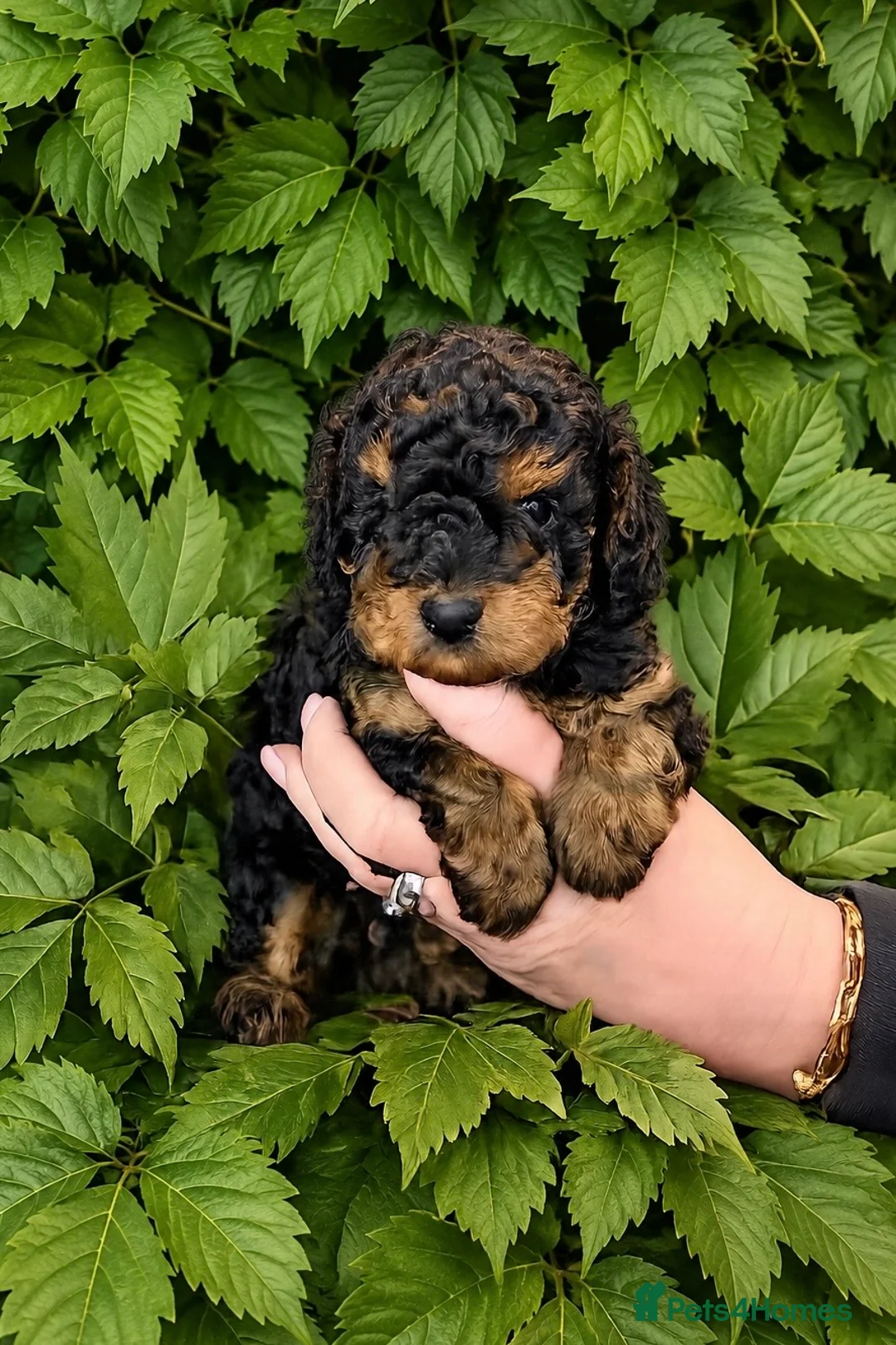Toy Poodle dogs for sale: ❤️Purebred KC registered toy poodle babies ❤️ - Advert 2