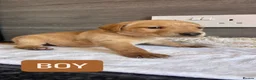 Labrador Retriever dogs for sale: KC LABRADOR PUPPIES - Advert 12