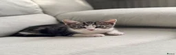 Domestic Shorthair cats for sale: Kitten for sale in Brierley Hill - Advert 4