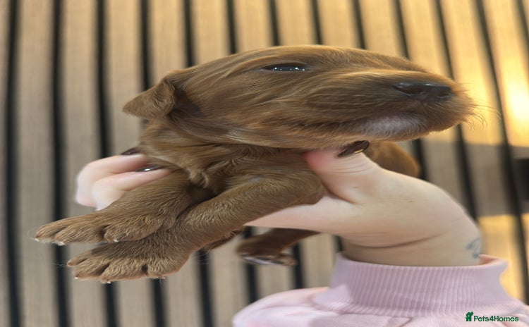 Double Doodle dogs Irish Doodle x Australian Labradoodle   - Advert 5