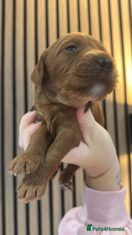 Double Doodle dogs Irish Doodle x Australian Labradoodle - Advert 5