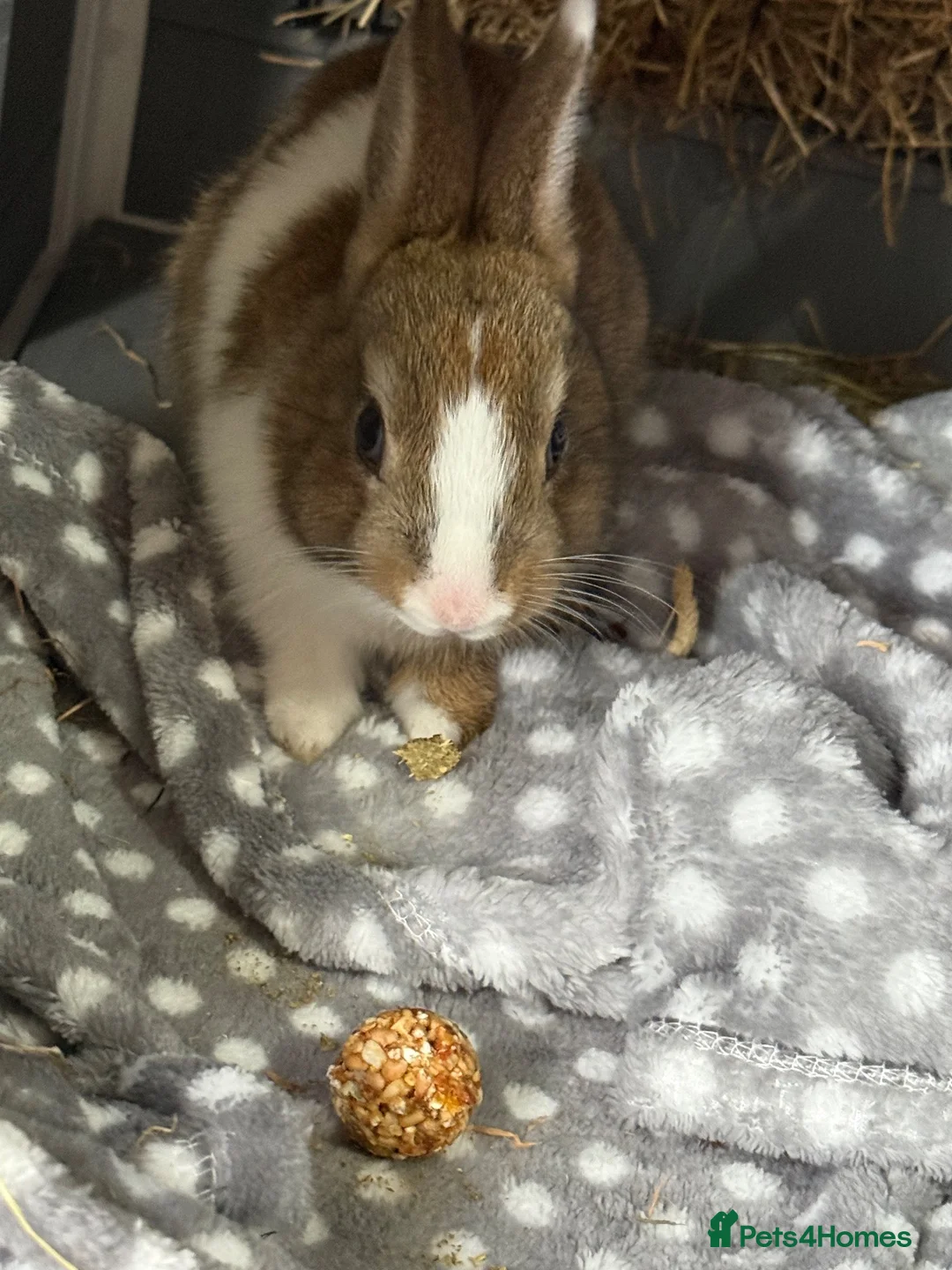 Netherland Dwarf rabbits for sale: Neverland dwarf rabbit called Charlie! in Farnborough - Advert 8