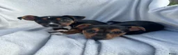 Jack Russell dogs for sale: Jack Russell Puppies - Advert 4