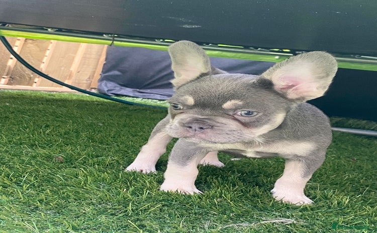 French Bulldog dogs - Advert 2