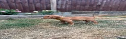 Labrador Retriever dogs for sale: KC Registered Labrador Puppy - Boy - Advert 2