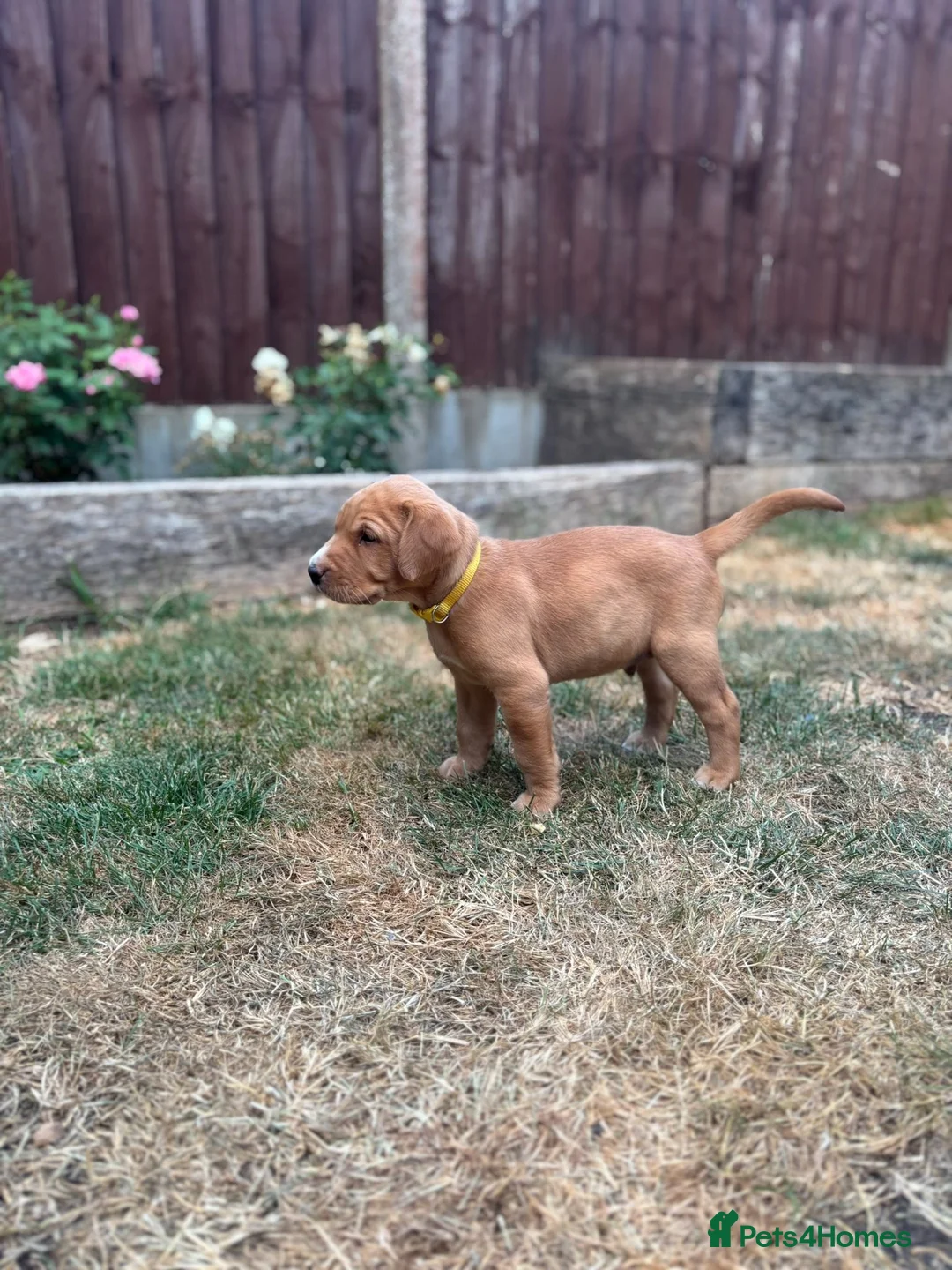 Labrador Retriever dogs for sale: KC Registered Labrador Puppy - Boy - Advert 2