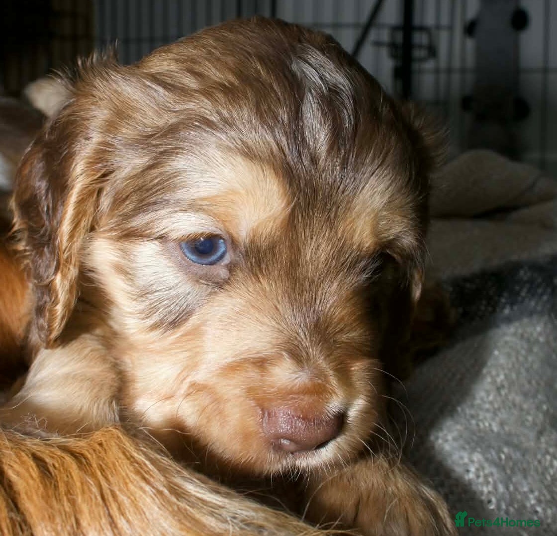 Cocker Spaniel dogs Beautiful health tested Cocker spaniel pups  - Advert 15